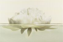Плитка Opoczno Flora FLORA ПІВОНІЯ декор білий,бежевий,світло-зелений - Фото 1