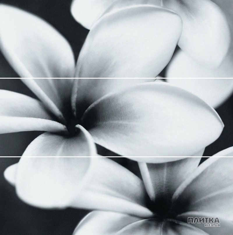 Плитка Opoczno Pret-a-Porter PRET-A-PORTER BLACK FLOWER COMPOSITION декор3 білий,чорний