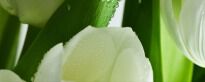 Плитка Атем Yalta Yalta Tulip Maxi 3 W белый,зеленый