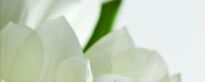 Плитка Атем Yalta Yalta Tulip Maxi 2 W білий,зелений