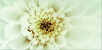 Плитка Opoczno Diago DIAGO BEIGE INSERTO FLOWER B декор білий,жовтий,кремовий - Фото 1