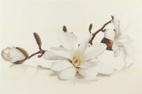 Плитка Opoczno Flora FLORA MAGNOLIA декор білий,бежевий