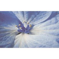 Плитка Paradyz Acapulco Acapulco Blue інсерто квітка білий,блакитний